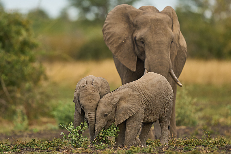  - South Luangwa National Park - May 2025