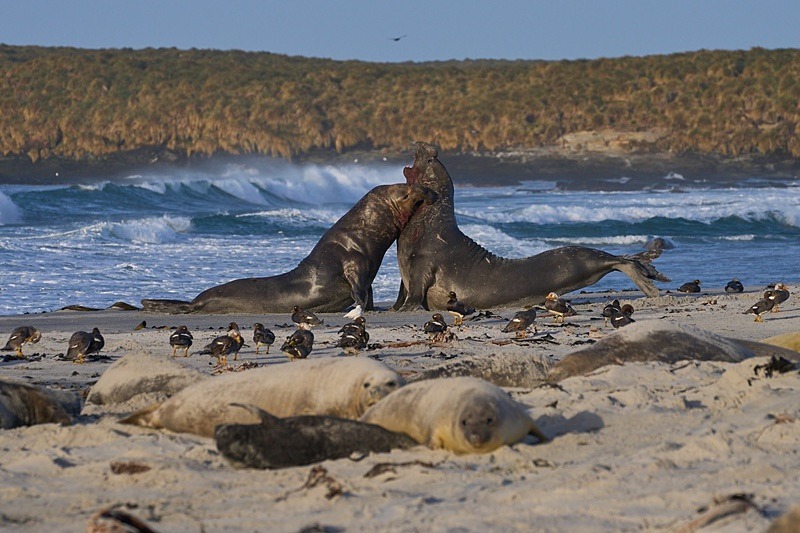 Elephant Seals fighting - Falkland Islands - Oct 23