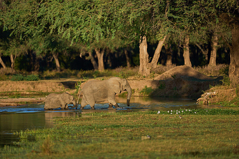  - Lower Zambezi National Park - May 2026