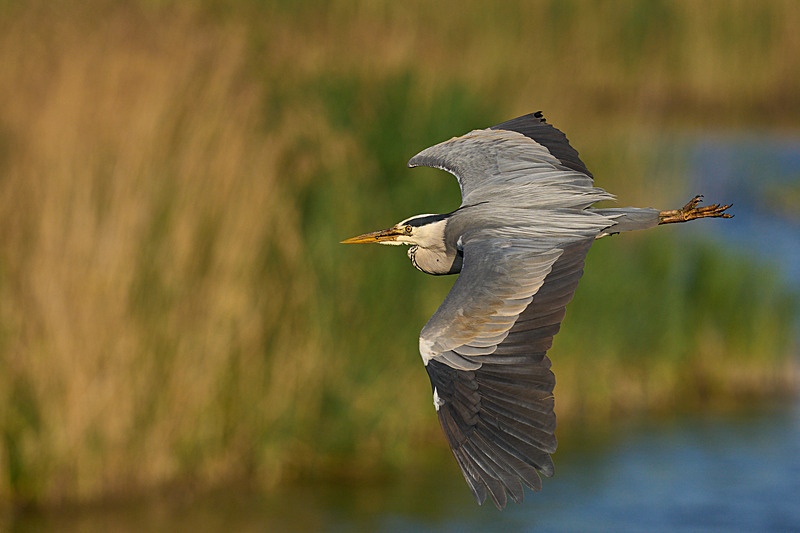  - Wildlife of the Somerset Levels
