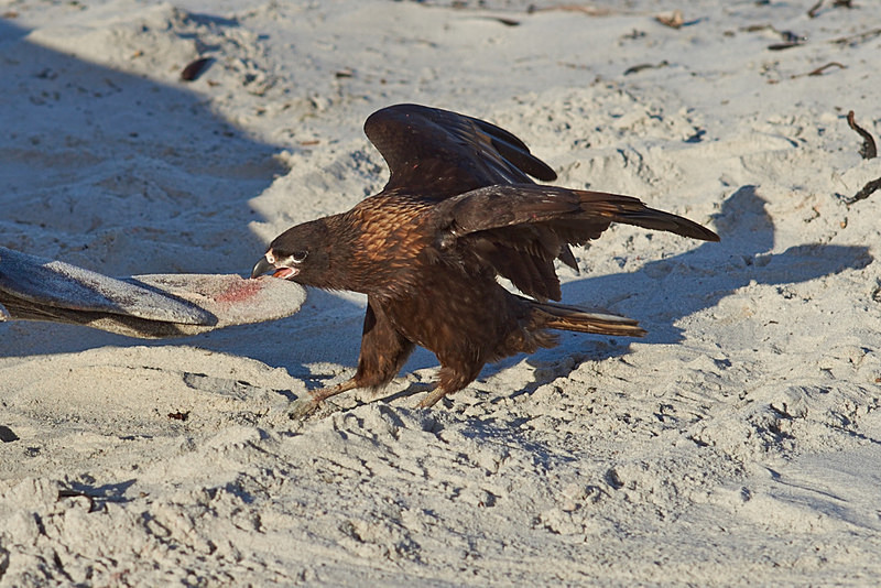 Striated Caracara snacking on an Elephant Seal's flipper - Sea Lion Island