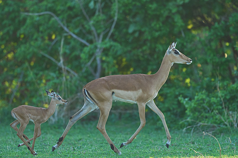  - South Luangwa National Park - November 2024