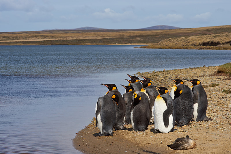 Moulting Penguins - Volunteer Point