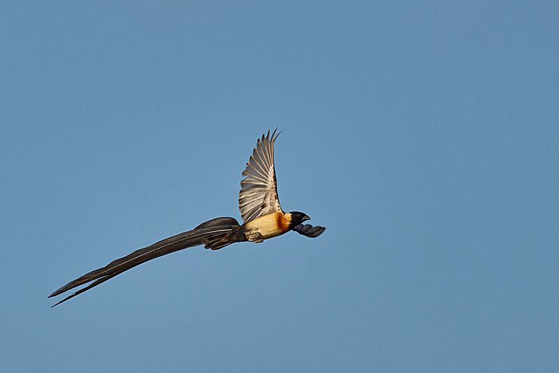  - South Luangwa National Park - May 2025