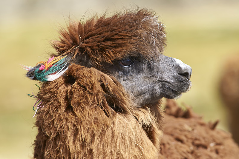 Portrait of an Alpaca - Altiplano of North-East Chile