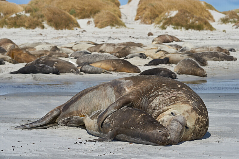 02 - ARPS Panel - Wildlife of the Falkland Islands