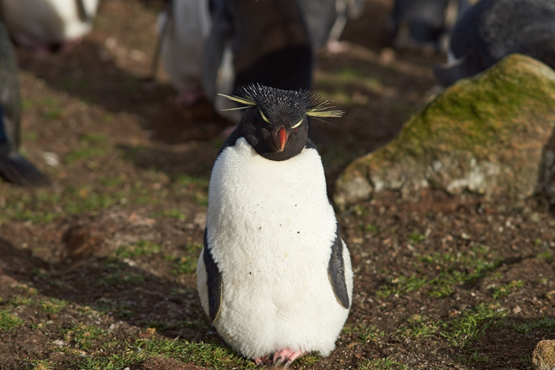 Rockhopper Penguin - Saunders Island