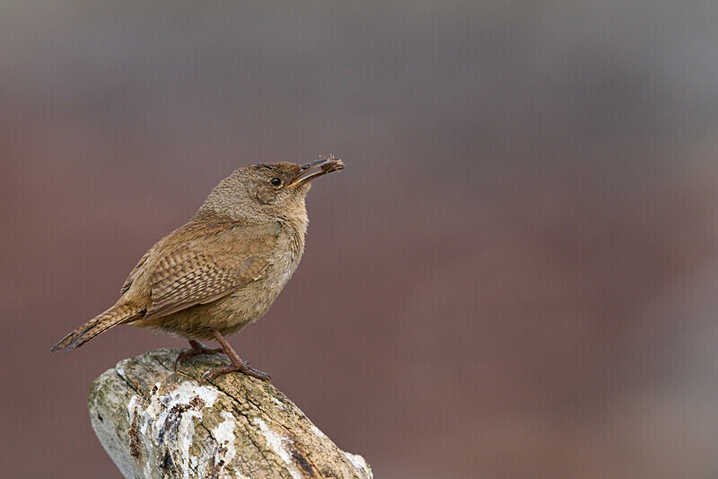 Cobb's Wren - Falkland Islands Oct 22