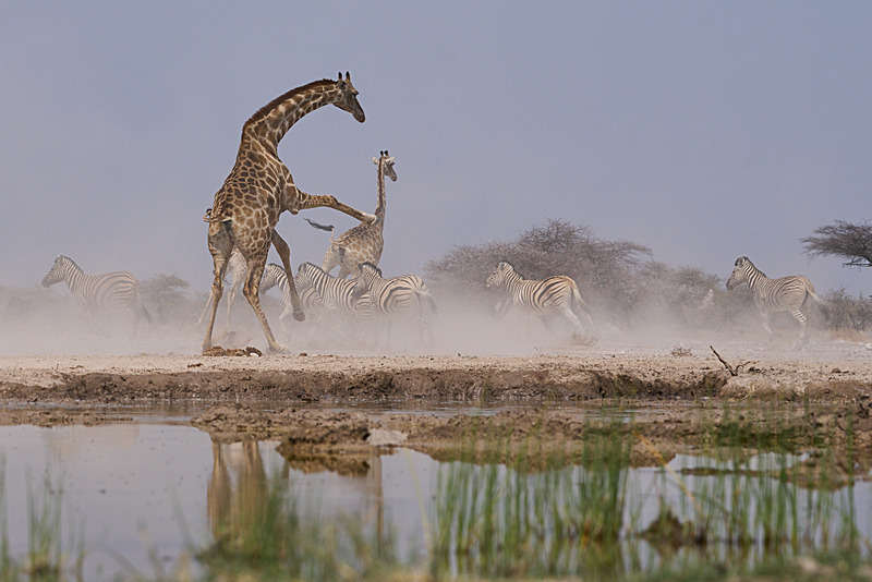  - Etosha National Park - September 2025