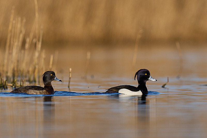 - Wildlife of the Somerset Levels
