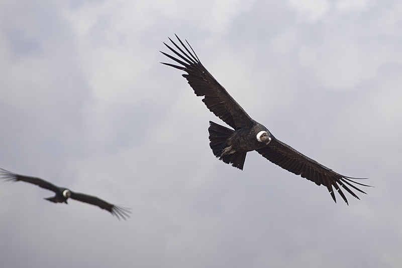 Andean Condors - Wildlife of Chile