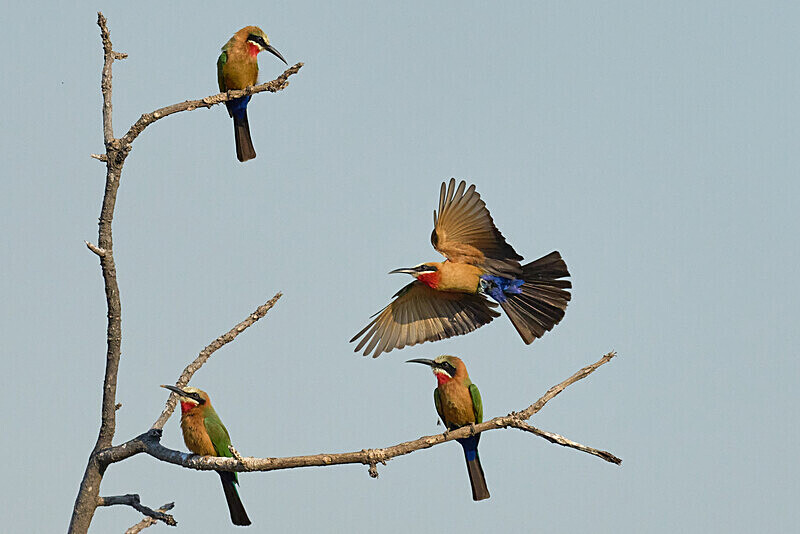 White-fronted Bee-eaters - South Luangwa National Park - April 2024