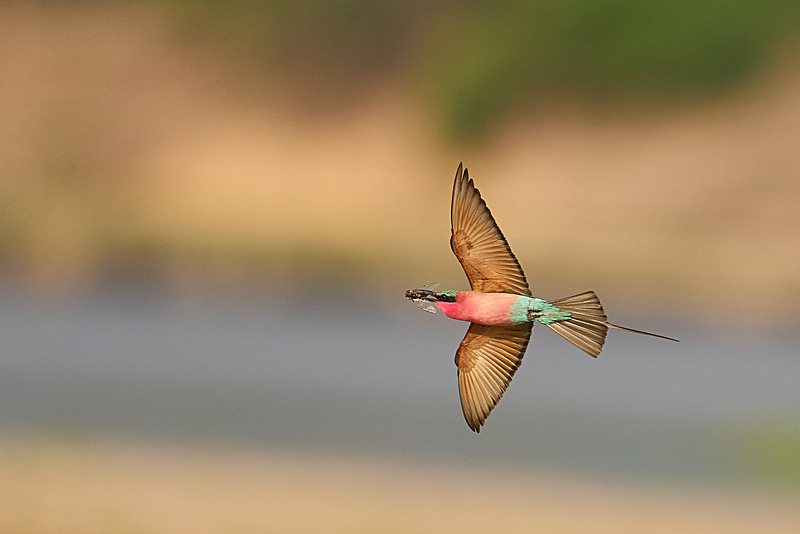  - South Luangwa National Park - November 2024