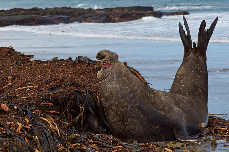 Male Southern Elephant Seal - Sea Lion Island