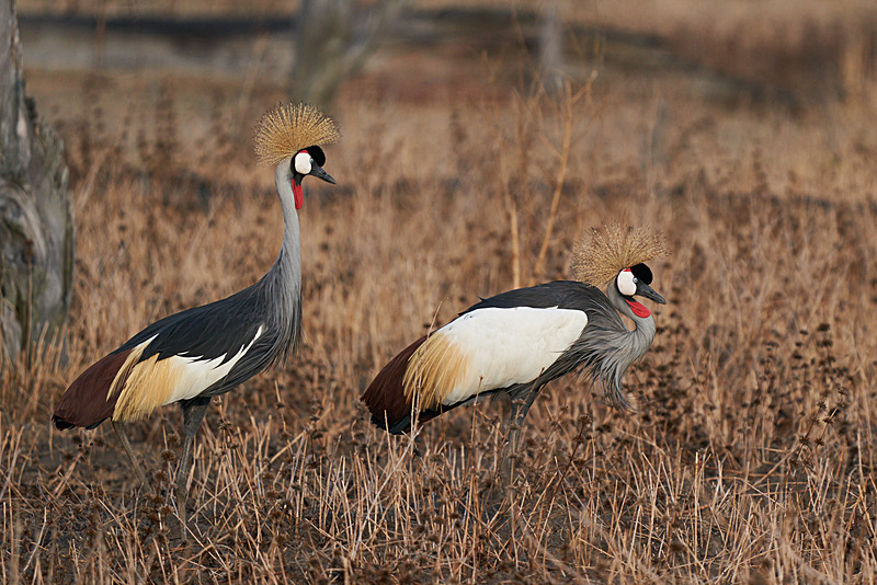 Grey Crowned-Crane - South Luangwa National Park - Nov 2023