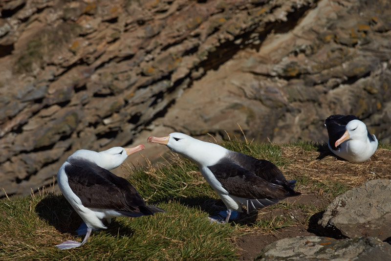 Black-browed Albatross - West Point Island