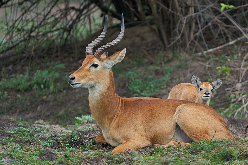 Male Puku with young - South Luangwa National Park - Nov 2023