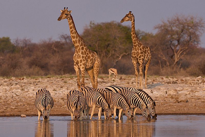  - Etosha National Park - September 2025