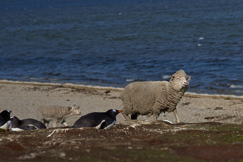 Sheep passing a penguin colony - Volunteer Point