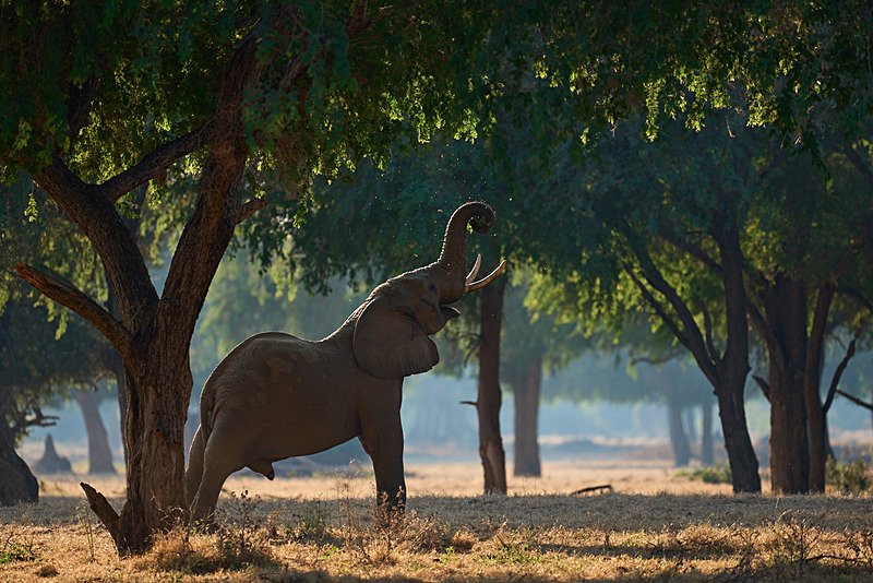  - Lower Zambezi National Park - May 2026