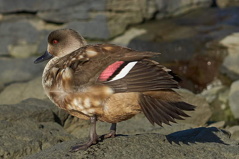 Crested Duck - Saunders Island