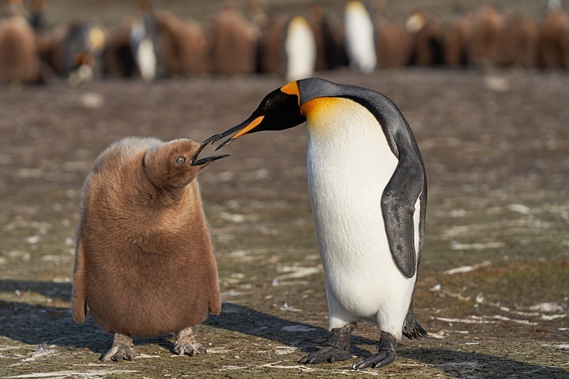 King Penguin and chick - Falkland Islands - Oct 23
