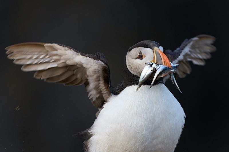 Atlantic Puffin - Puffins of Skomer