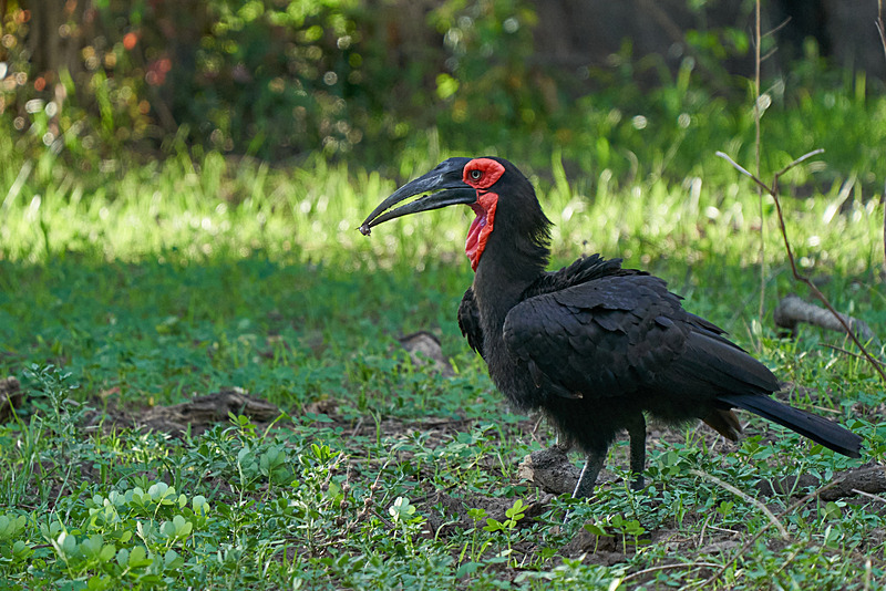 Southern Ground-Hornbill with prey - South Luangwa National Park - Nov 2023