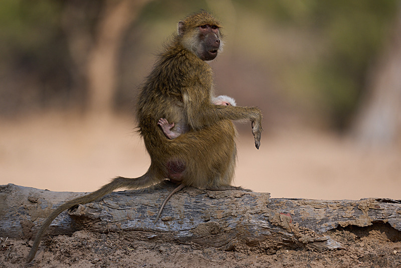  - South Luangwa National Park - November 2025