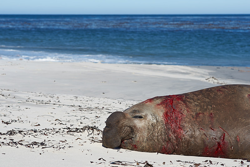 Bloodied Male Elephant Seal - Sea Lion Island