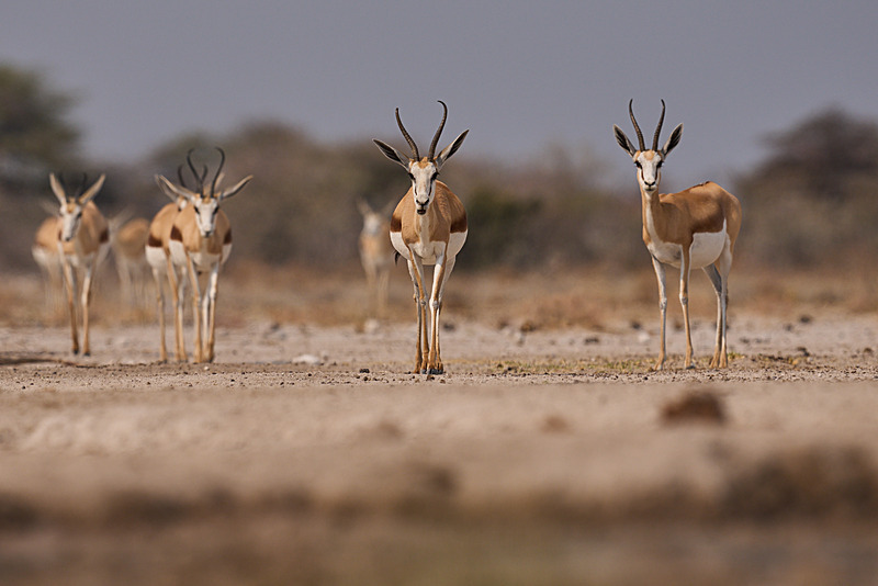  - Etosha National Park - September 2025