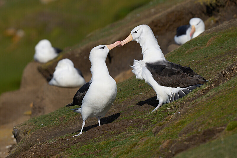 Black-browed Albatross - Falkland Islands Oct 22