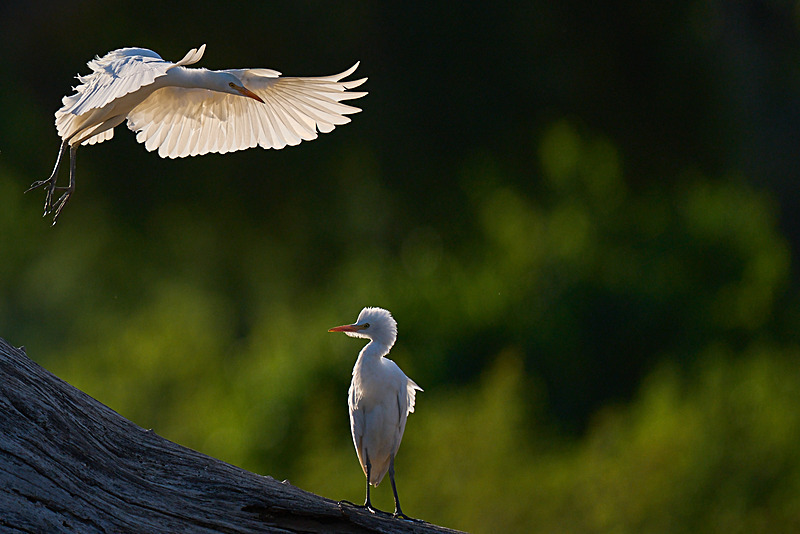  - Lower Zambezi National Park - May 2026
