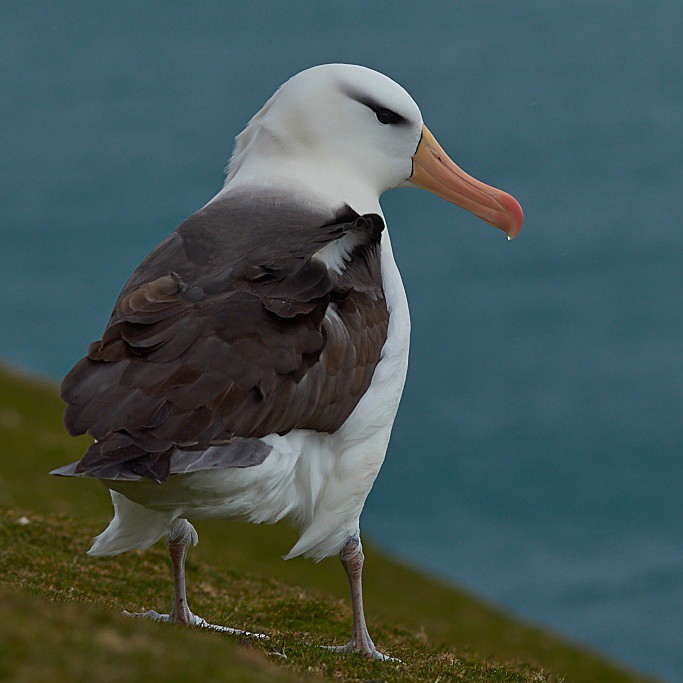 Black-browed Albatross - Saunders Island