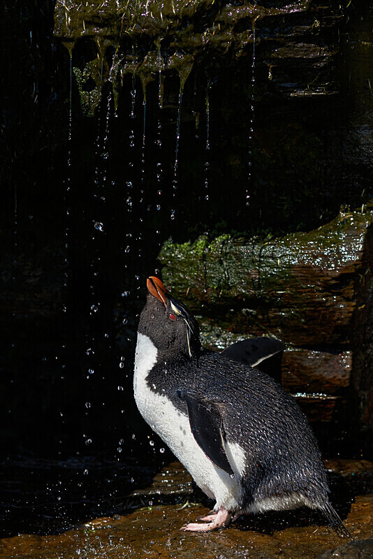07 - ARPS Panel - Wildlife of the Falkland Islands