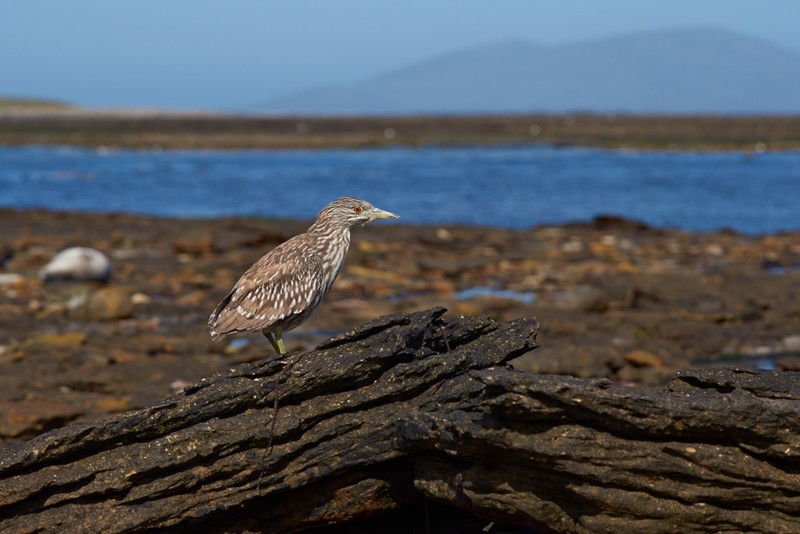 Juvenile Black-crowned Heron - Carcass Island