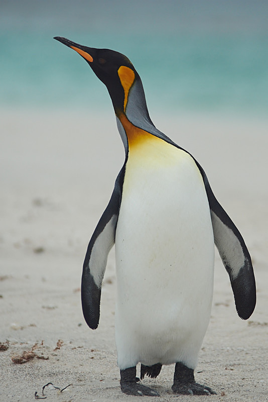 King Penguin on Bleaker Island - Bleaker Island