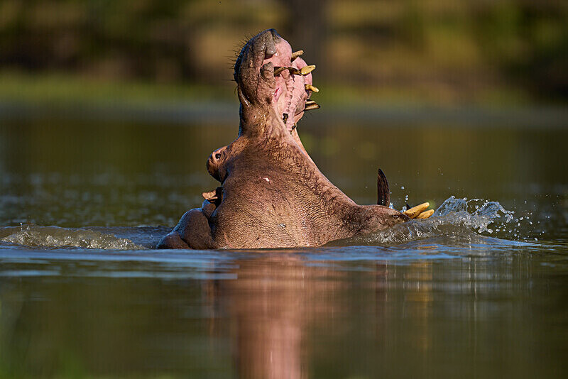 Hippo yawn - South Luangwa National Park - April 2024