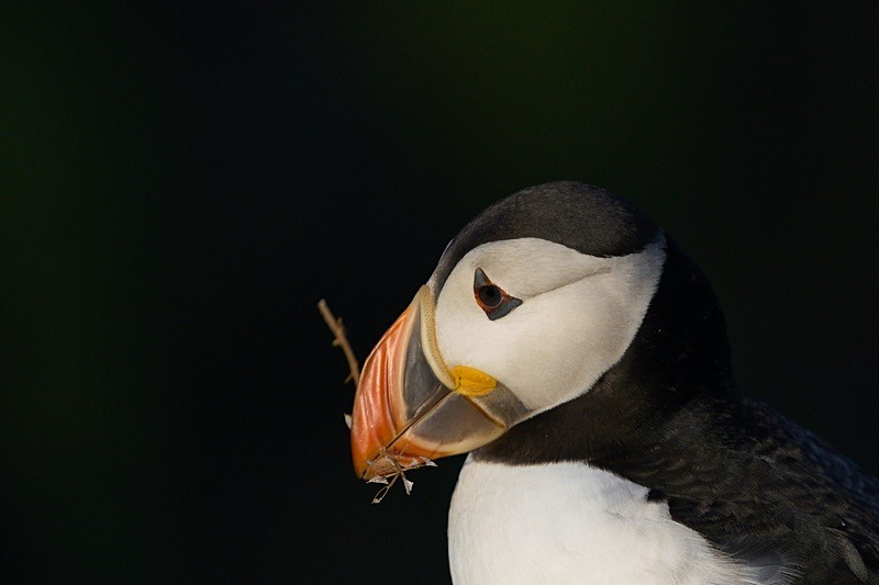 Atlantic Puffin - Puffins of Skomer