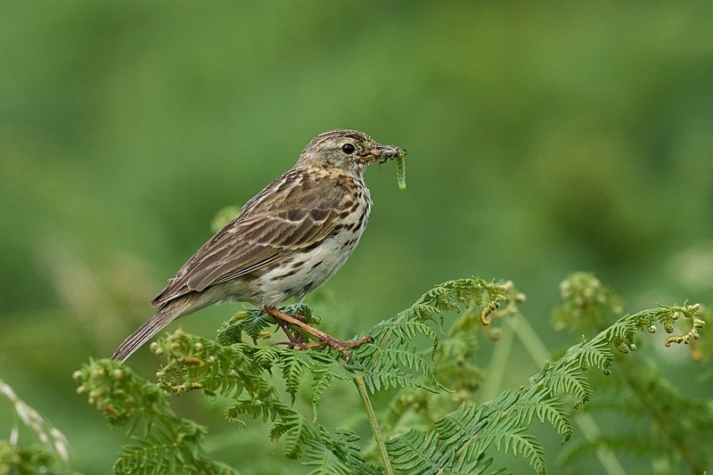 Meadow Pipit - Puffins of Skomer
