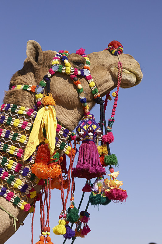 Decorated Camel - India