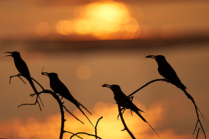 Southern Carmine Bee-eaters at sunset - South Luangwa National Park - Nov 2023