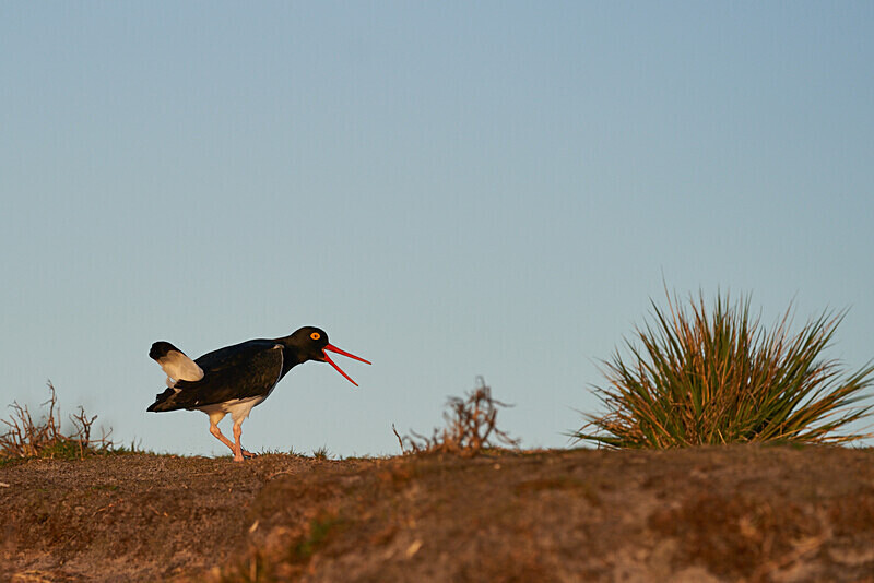 Magellanic Oystercatcher - Falkland Islands Oct 22