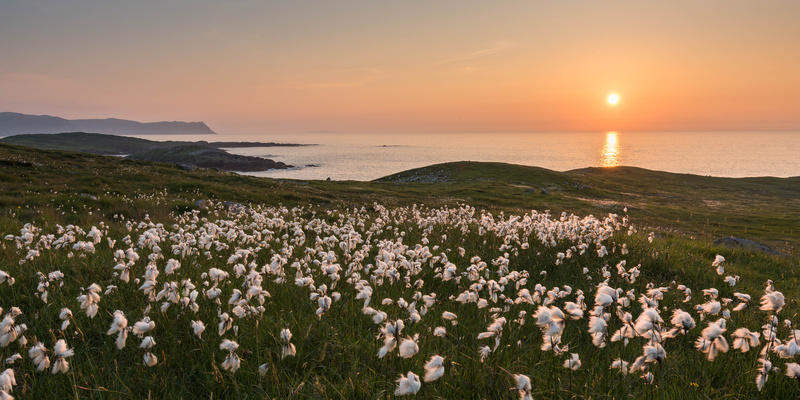 Cottongrass at Dooey - Co. Donegal