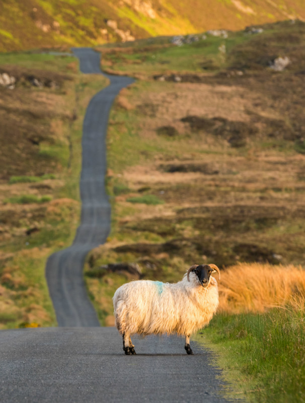 Lough Salt Sheep - Co. Donegal
