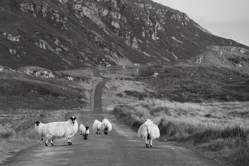 The Long Road Home - Black & White