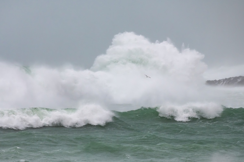 Storm Bird - Co. Donegal