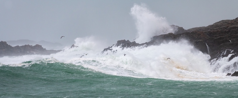 Storm Birds of Dooey - Co. Donegal