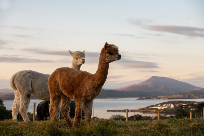 Alpaca Your Bags to Downings - Co. Donegal
