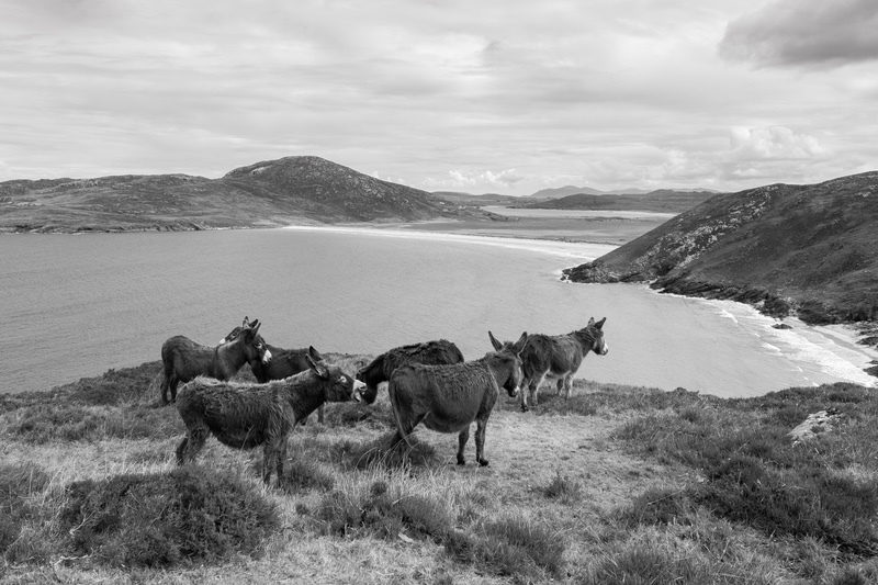 Friends of Tra na Rossan - Black & White